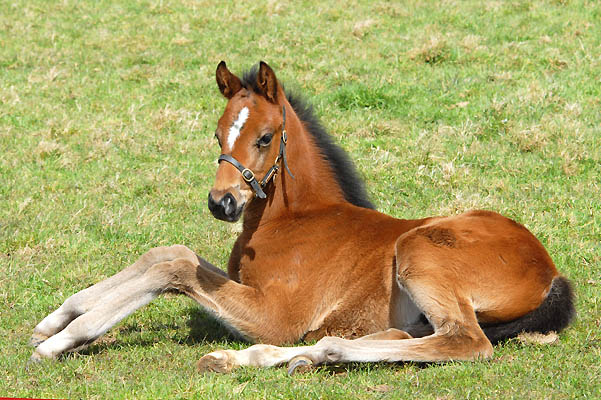 Foal 3